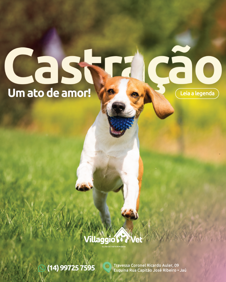 Castração, um ato de amor com seu Pet!
