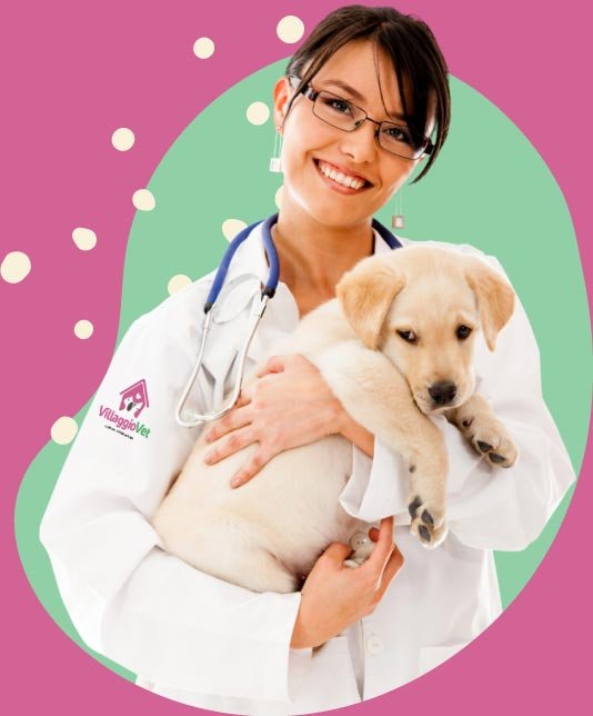 clínica veterinária em Jaú